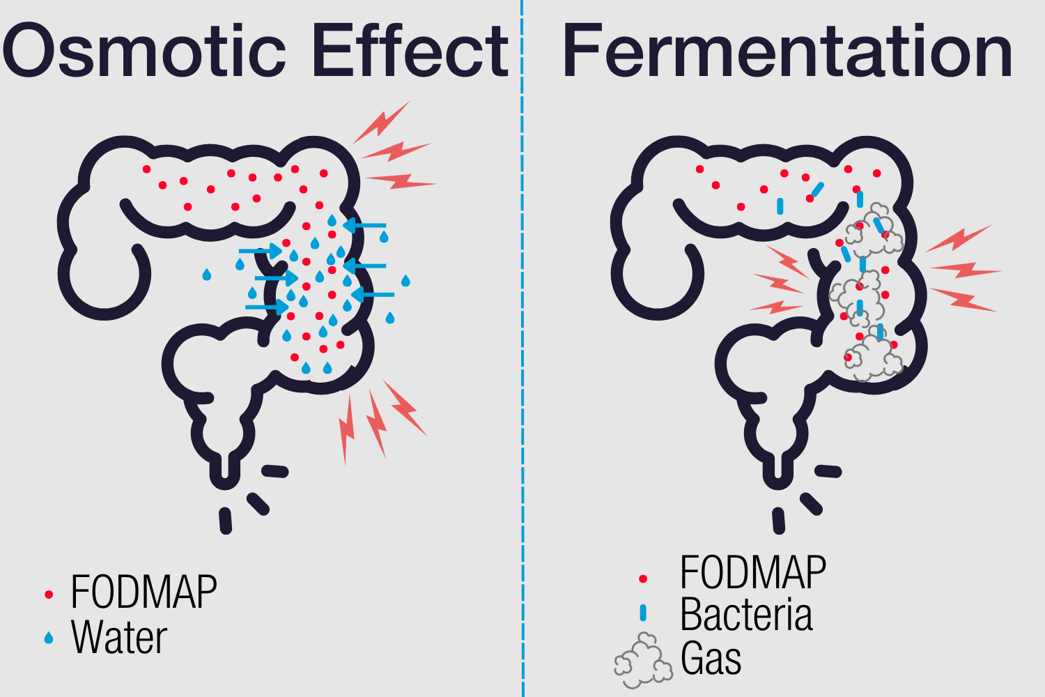 Diagram showing FODMAPs drawing water into the intestine and gut bacteria releasing gas by fermenting FODMAPs