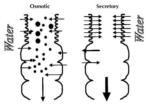 Medical diagram comparing osmotic fluid retention in the gut versus active fluid secretion from the intestinal walls